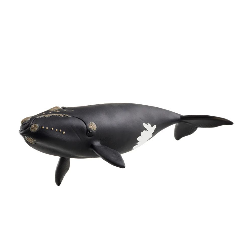 Schleich Toy Model of the North Atlantic Right Whale